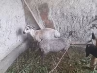 كبش, الأغنام — الصورة 1