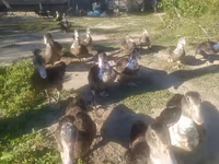 Ducks — foto 2