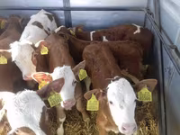 Bik, Simmental cattle — fotografija 5