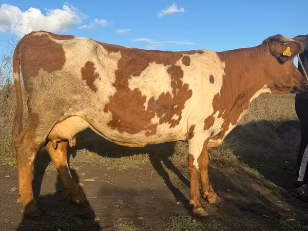 بقرة, Simmental cattle