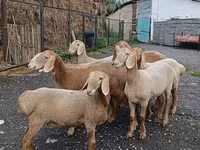 Får, Arashan sheep — foto 2