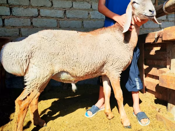 ვერძი, Arashan sheep