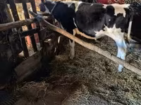 Bulle, Russian Black pied cattle — Foto 3