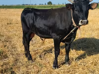 วัวตัวผู้, Swiss cattle — รูปภาพ 6