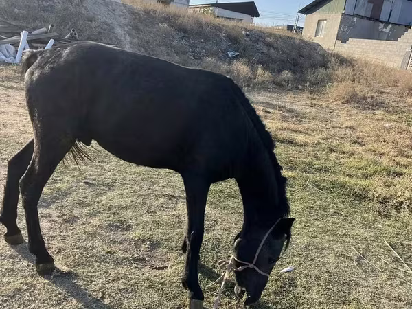 Cavallo, Cavalli