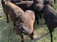 Wad, Sheep — sawirka 6