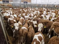 سانڈ, Simmental cattle — تصویر 4