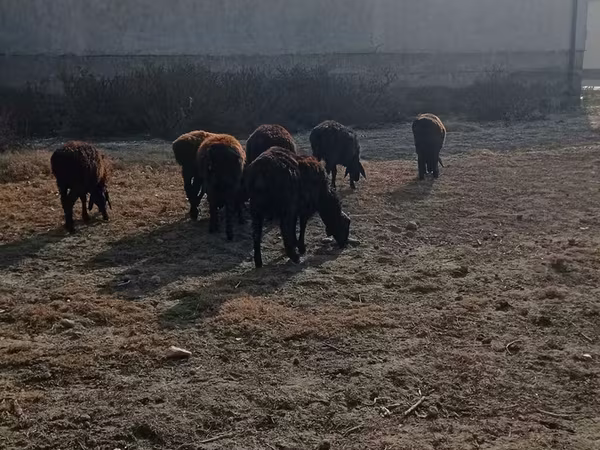 公牛, Cattle