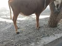 گاو ماده, گاو — عکس 2