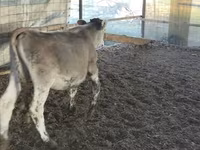 Býk, Swiss cattle — foto 2