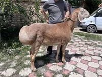 Beran, Arashan sheep — foto 3