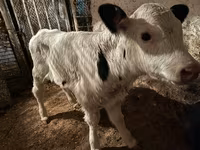 گاو ماده, گاو — عکس 1