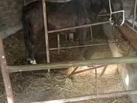 Kobila, Friesian sport horse — fotografija 1