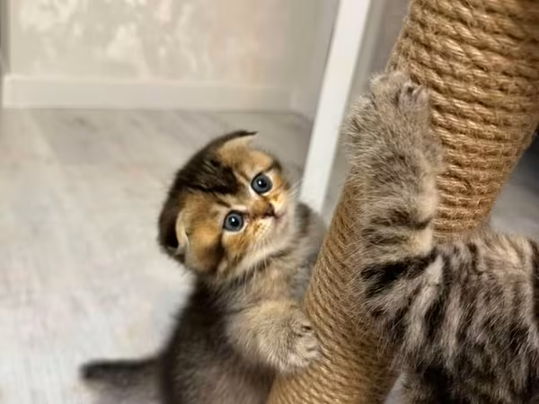 Skreç post – pişiklər üçün sisal dırnaq itiləmə dirəyi - Material