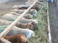 میش, گوسفند — عکس 3
