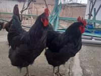Chickens — الصورة 1