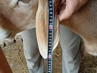بز ماده, Nubian Goat — عکس 3