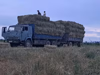 Сено в тюках (пресс-подборщик, стандартный прямоугольный тюк). - — عکس 3