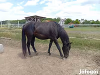 Kůň, American paint horse — foto 5