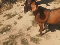 Billy Goat, Nubian Goat — photo 3
