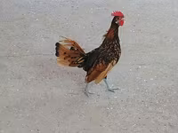Chickens — 사진 1