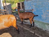 Goat, Alpine goat — photo 3