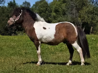 اسب نر, American shetland pony — عکس 5
