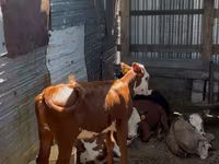 Goveda (partija, pol nije naveden), Swiss cattle — fotografija 6