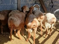 Wad, Sheep — sawirka 5