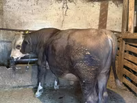 ষাঁড়, গরু — ছবি 2