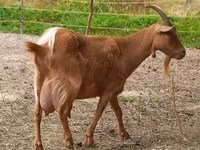 Cabra, Alpine goat — foto 5