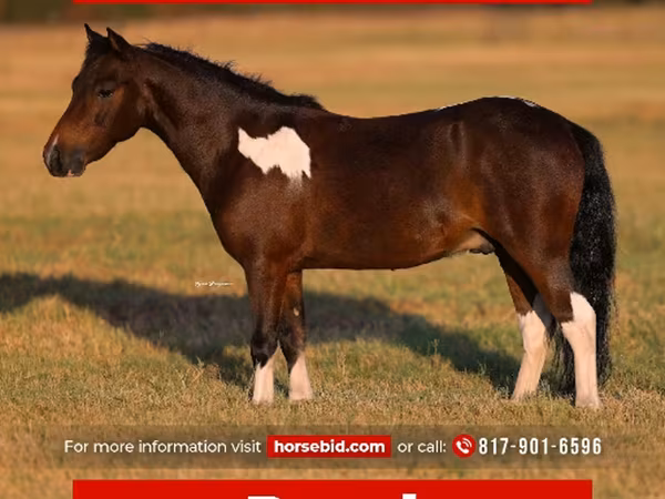 Hengst, Pinto horses