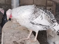 Turkeys — عکس 3
