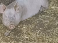 Babi (batch, jenis kelamin tidak disebutkan), Pigs — foto 4