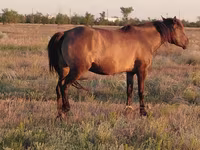 مادیان, Mugalzhar horse — عکس 3