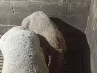 میش, Arashan sheep — عکس 5