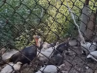 Turkeys — zdjęcie 2