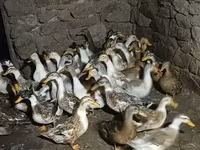 Ducks — photo 1