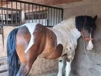 حصان, Gypsy horse — الصورة 1