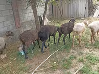Får, Edilbay sheep — foto 3