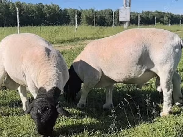 Berbec, Dorper sheep