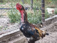 ردکپ دربی‌شر — عکس 2