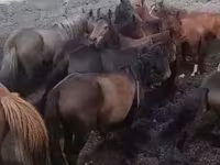 ሴት ፈረስ, Kyrgyz Horse — ፎቶ 4