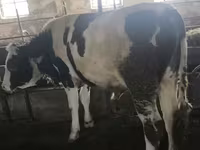 گاو نر, Simmental cattle — عکس 8