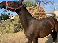 Kůň, Horse breed — foto 6