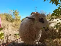 Wad, Racka sheep — sawirka 3