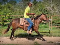 Cavalla, Standardbred — foto 4