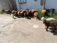 بھیڑیں (گروپ، جنس مذکور نہیں), بھیڑیں — تصویر 5