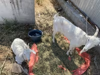 بکری, Saanen goat — تصویر 8