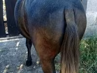 Caballo, Caballos — foto 3